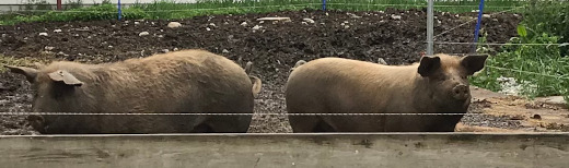 Naturland-Schweine auf dem Biohof Lenz
